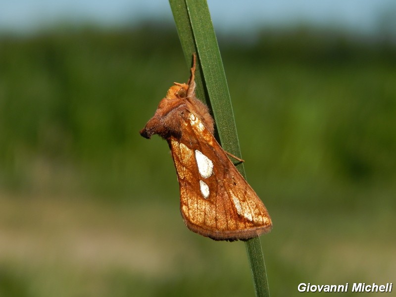 2 Noctuidae Plusiinae